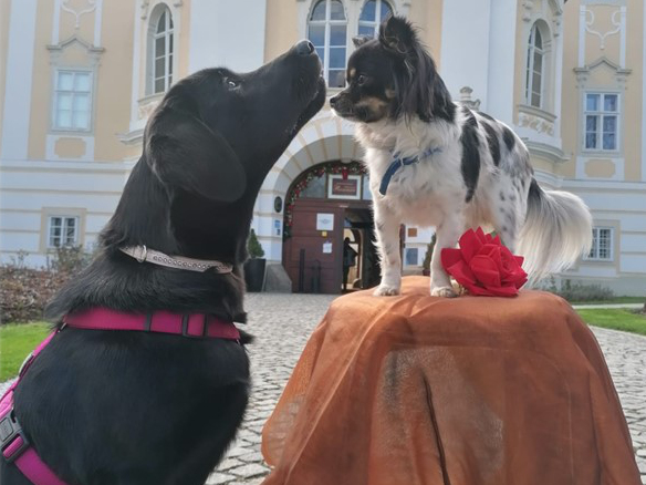 Rosi & Aramis (Hunde)